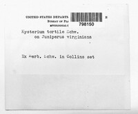 Mytilinidion tortile image